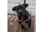 Adopt Luna a Black Boston Terrier / Mixed dog in Alvin, TX (41539539)
