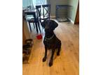 Adopt Bo a Black Labrador Retriever / Doberman Pinscher / Mixed dog in Orting