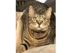 Adopt KB a Tan or Fawn Tabby Domestic Shorthair / Mixed (short coat) cat in
