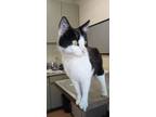 Adopt Catryn Janeway a All Black Domestic Shorthair cat in Apple Valley