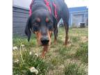Adopt Goose a Coonhound / Mixed dog in Kamloops, BC (41479049)