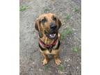Adopt Ellie a Bloodhound / Mixed dog in Duncan, BC (41539485)