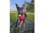 Adopt Buck Wild a Black - with Tan, Yellow or Fawn Husky / Mixed dog in Bothell