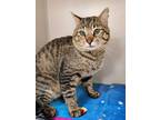 Adopt Stray/Hold a Gray, Blue or Silver Tabby Domestic Shorthair (short coat)