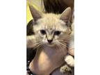 Adopt Maui a Cream or Ivory Siamese (medium coat) cat in Houston, TX (41539445)