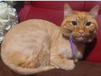 Adopt Garfield a Orange or Red Tabby American Shorthair / Mixed (short coat) cat