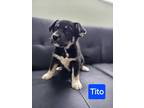 Adopt Tito a Black - with White Australian Shepherd / Mixed dog in Appleton
