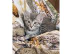 Adopt Thing 2 a Domestic Shorthair / Mixed (short coat) cat in Great Bend