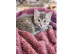 Adopt Thing 1 a Domestic Shorthair / Mixed (short coat) cat in Great Bend