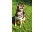 Adopt Camo a German Shepherd Dog / Mixed dog in Kendallville, IN (41539509)