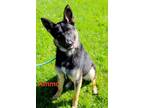 Adopt Ammo a German Shepherd Dog / Mixed dog in Kendallville, IN (41539508)