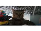 Adopt Guiness a Brown Tabby American Shorthair / Mixed (short coat) cat in