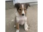 Shetland Sheepdog Puppy for sale in Decatur, IN, USA