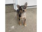 Chihuahua Puppy for sale in Decatur, IN, USA