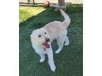 Adopt Sunshine a White Golden Retriever / Poodle (Standard) / Mixed dog in