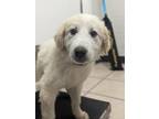 Adopt Gideon a Great Pyrenees / Mixed dog in Vancouver, BC (41539409)