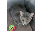 Adopt Mother Goose a Gray or Blue Domestic Shorthair / Mixed Breed (Medium) /