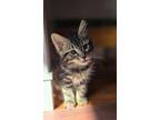 Adopt Sm - Sunny 1 a Domestic Shorthair / Mixed cat in Campbell River
