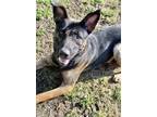Adopt Clyde a German Shepherd Dog / Mixed dog in Burnaby, BC (41493578)