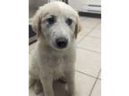 Adopt River a Great Pyrenees / Mixed dog in Burnaby, BC (41539375)