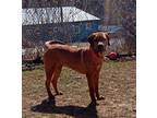 Adopt Duke a Brown/Chocolate Redbone Coonhound / Labrador Retriever / Mixed