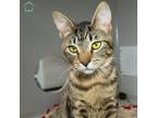 Adopt Herbie (and June) a Domestic Shorthair / Mixed (medium coat) cat in