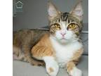 Adopt June (and Herbie) a Domestic Shorthair / Mixed (medium coat) cat in