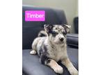 Adopt Timber a Gray/Blue/Silver/Salt & Pepper Australian Shepherd / Mixed dog in