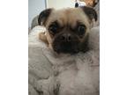 Adopt Harley a Tan/Yellow/Fawn - with Black Pug / Pomeranian / Mixed dog in