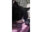 Adopt Gatta a Black & White or Tuxedo Domestic Mediumhair (medium coat) cat in