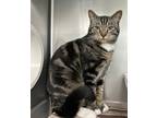 Adopt Fern a Domestic Shorthair / Mixed cat in Abbotsford, BC (41493575)
