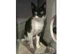 Adopt Mouzer* / Fl 28 a Domestic Shorthair / Mixed cat in Pomona, CA (41539309)