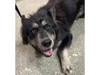 Adopt Brentwood* a Siberian Husky / Shepherd (Unknown Type) / Mixed dog in