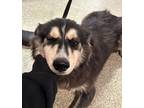 Adopt Brea* a Siberian Husky / Shepherd (Unknown Type) / Mixed dog in Pomona