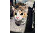 Adopt purrr Fl#18 a Domestic Mediumhair / Mixed cat in Pomona, CA (41539306)