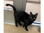 Adopt Courtney a Domestic Shorthair / Mixed cat in Lincoln, NE (41523206)