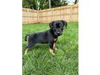 Adopt Rain a Black - with Tan, Yellow or Fawn Catahoula Leopard Dog / Mixed dog