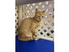 Adopt Copper a Orange or Red Tabby Domestic Shorthair (short coat) cat in