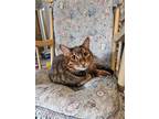 Adopt Tigger George a Tiger Striped Bengal / Mixed (short coat) cat in Olympia
