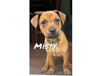 Adopt Misty a Red/Golden/Orange/Chestnut Catahoula Leopard Dog / Mixed dog in
