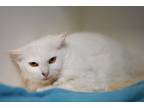 Adopt Blossom a Domestic Mediumhair / Mixed cat in Berkeley, CA (41539274)
