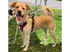Adopt Jack a Mixed Breed (Medium) / Mixed dog in Spokane Valley, WA (41539272)