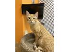 Adopt Sunny a Orange or Red Tabby Domestic Shorthair (short coat) cat in