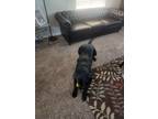 Adopt Gru a Black Labrador Retriever / Mixed dog in Gilbert, AZ (41539222)