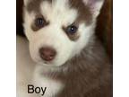 Siberian Husky Puppy for sale in Silverlake, WA, USA