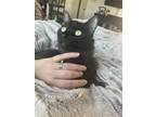 Adopt Eleanor a Black (Mostly) Domestic Longhair / Mixed (long coat) cat in