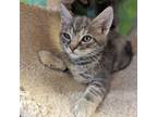 Adopt Satin a Domestic Shorthair / Mixed cat in Walnut Creek, CA (41512222)