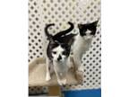 Adopt Mimi a Black & White or Tuxedo Domestic Shorthair (short coat) cat in