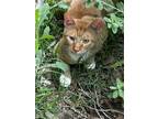 Adopt Gingy a Orange or Red (Mostly) American Shorthair / Mixed (medium coat)