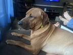 Adopt Gabe a Brown/Chocolate Hound (Unknown Type) / Mixed dog in Millen